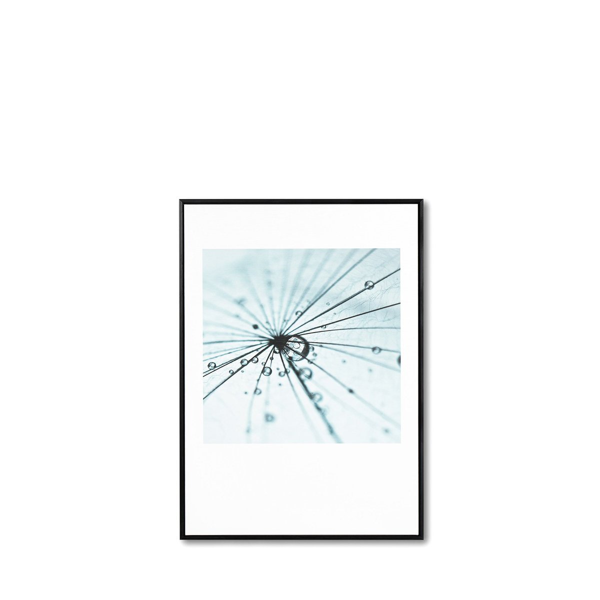 Cuadro DANDELION 1 50x70 cm