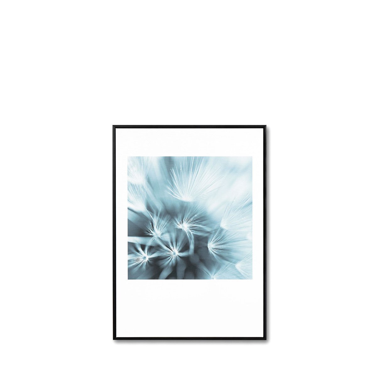Cuadro DANDELION 3 50x70 cm